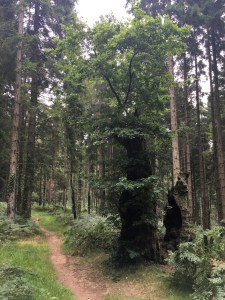 Photo 04-09-2018, 10 45 02